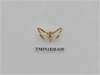 藏品(蔬菜害蟲)的圖片